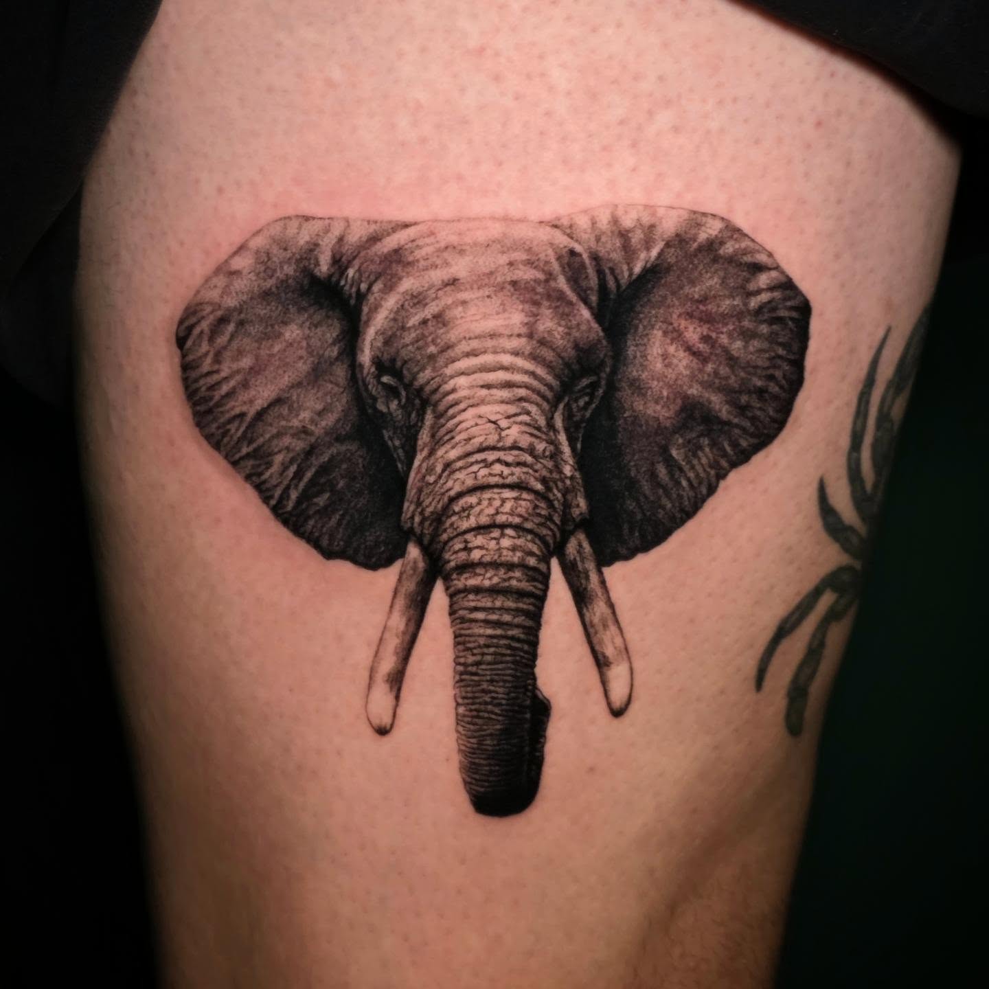 Elephant realism tattoo on the thigh by Nick de Hoyos