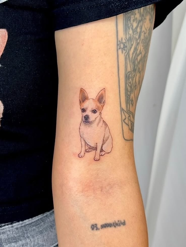 Chihuahua realism tattoo on the forearm by Soy 🫛