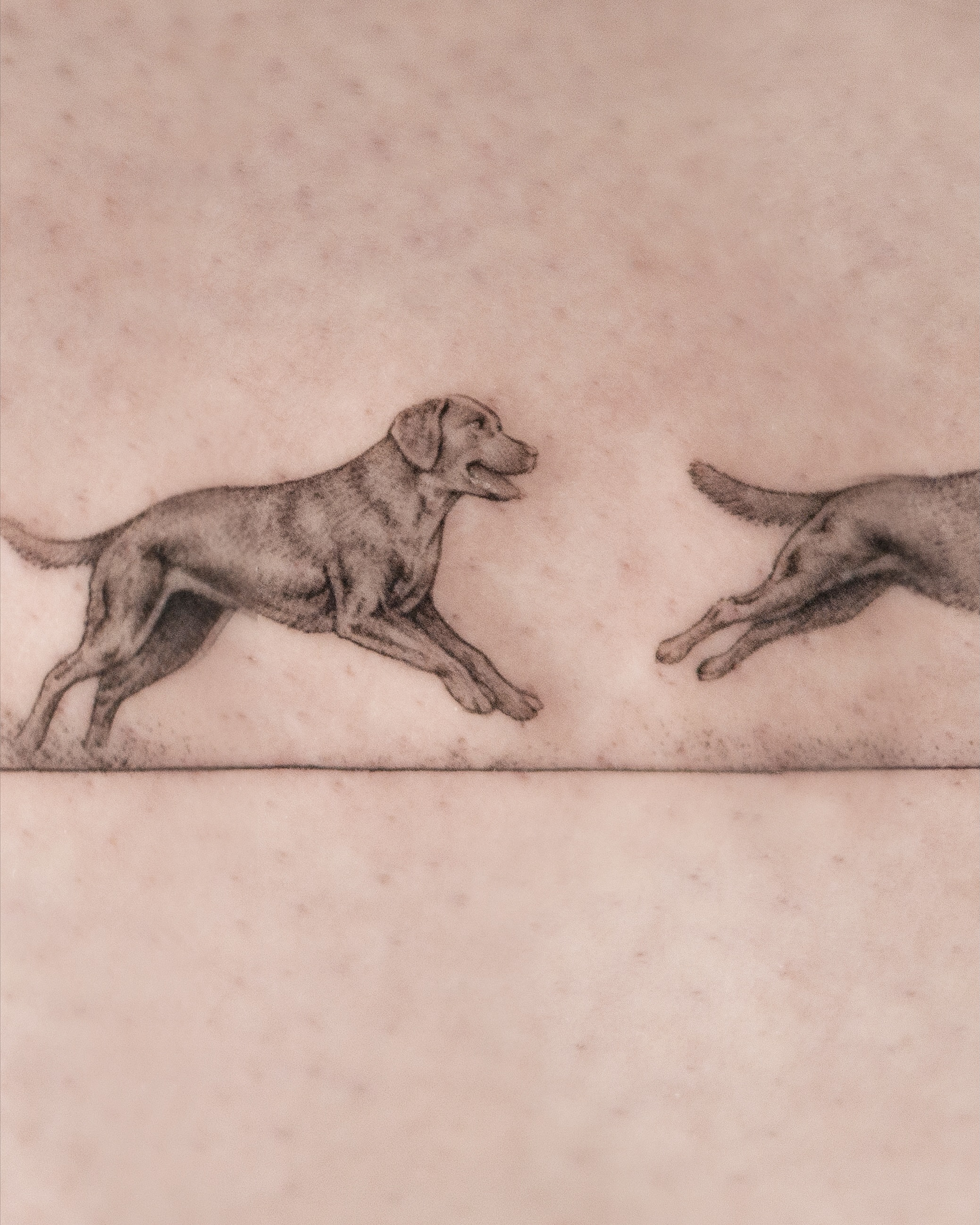 Dogs realism tattoo on the forearm by Joey