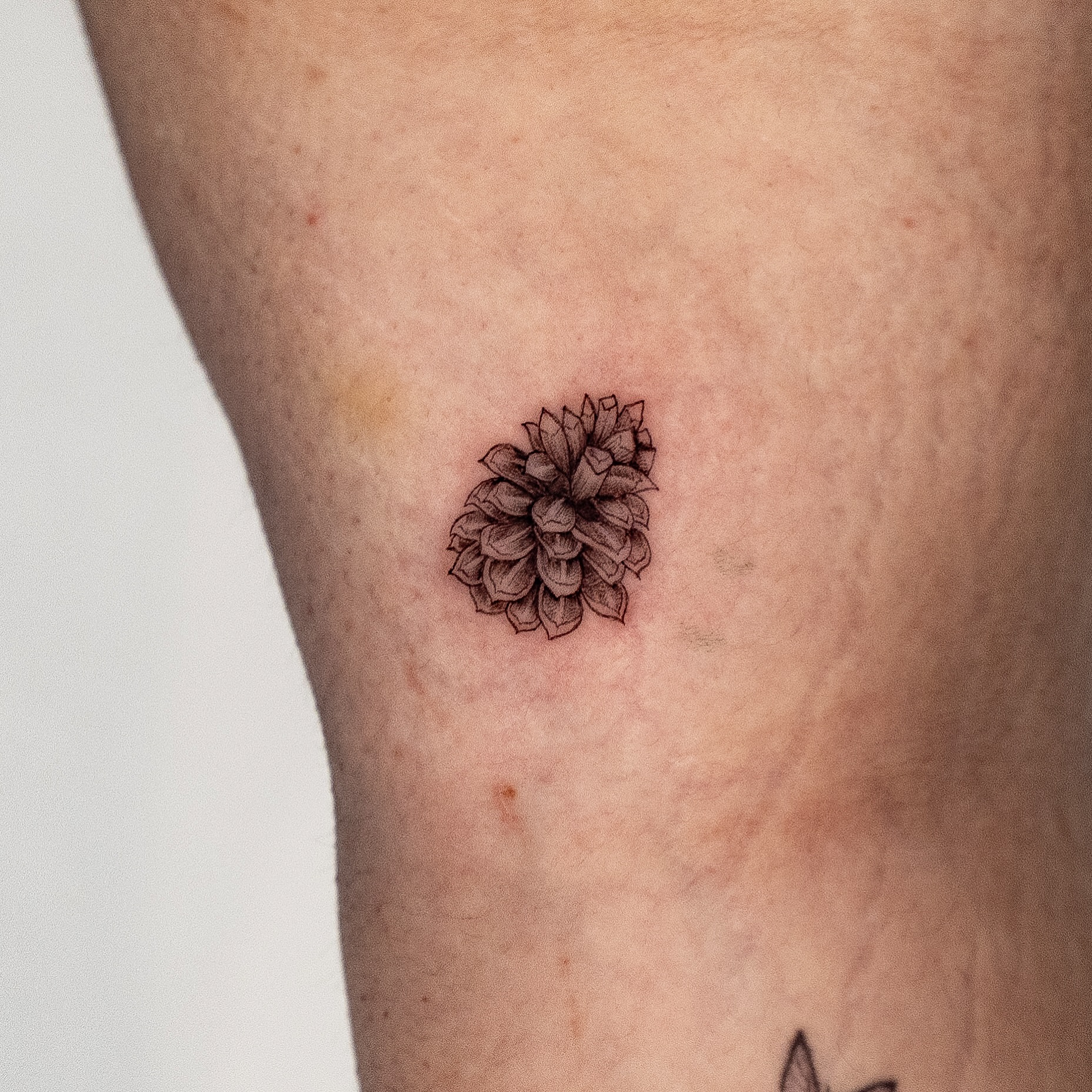 Pinecone black and grey tattoo on the thigh by Kalin, Seattle, Washington