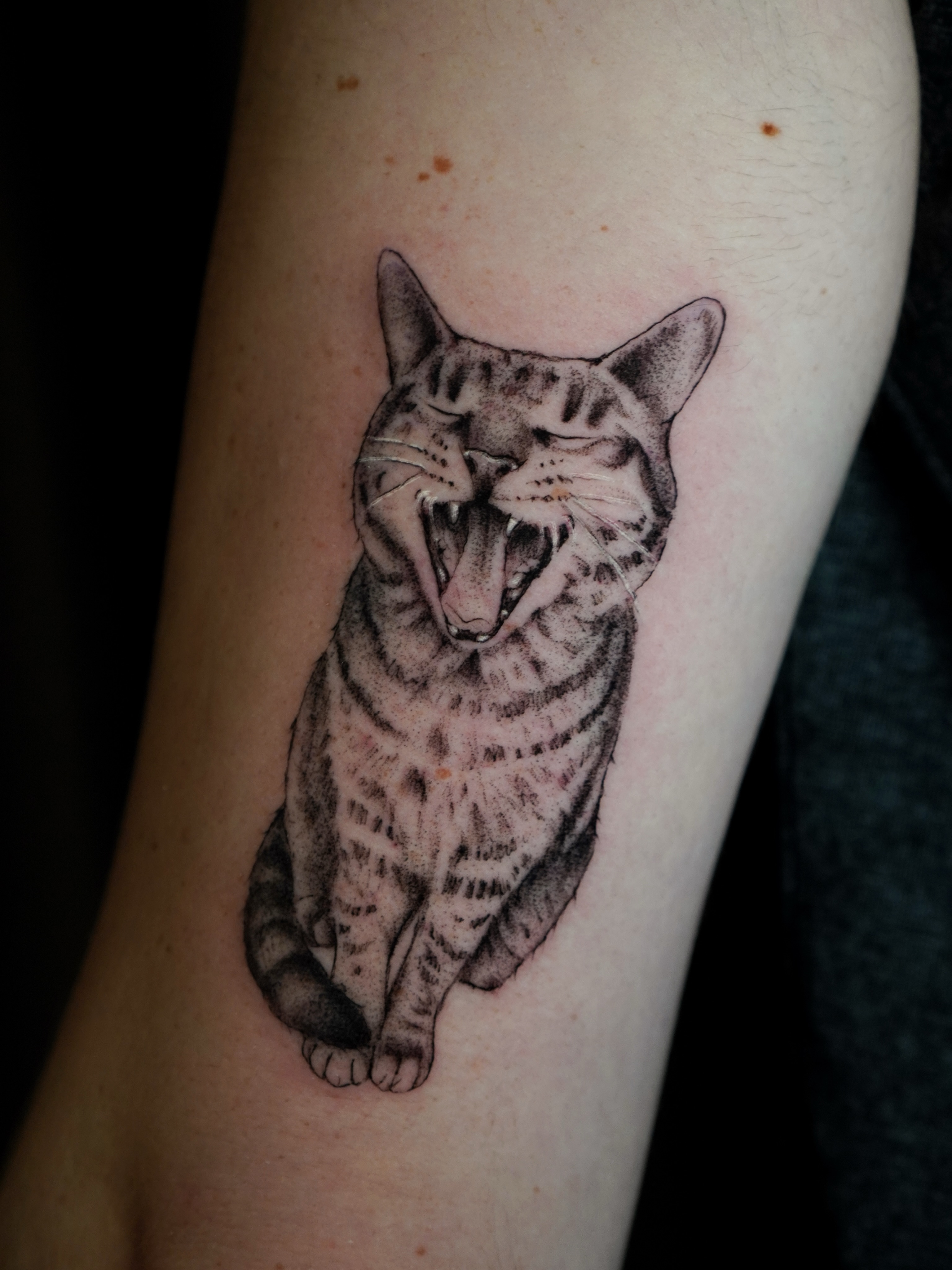 Cat realism tattoo on the forearm by Lexgetink