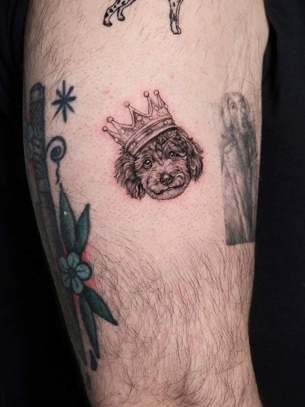 Poodle with crown realism tattoo on the forearm by Fabian Hellberg