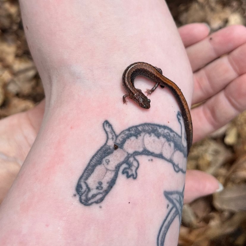 Tattoo by @tabby_wirebach_tattoos — realism