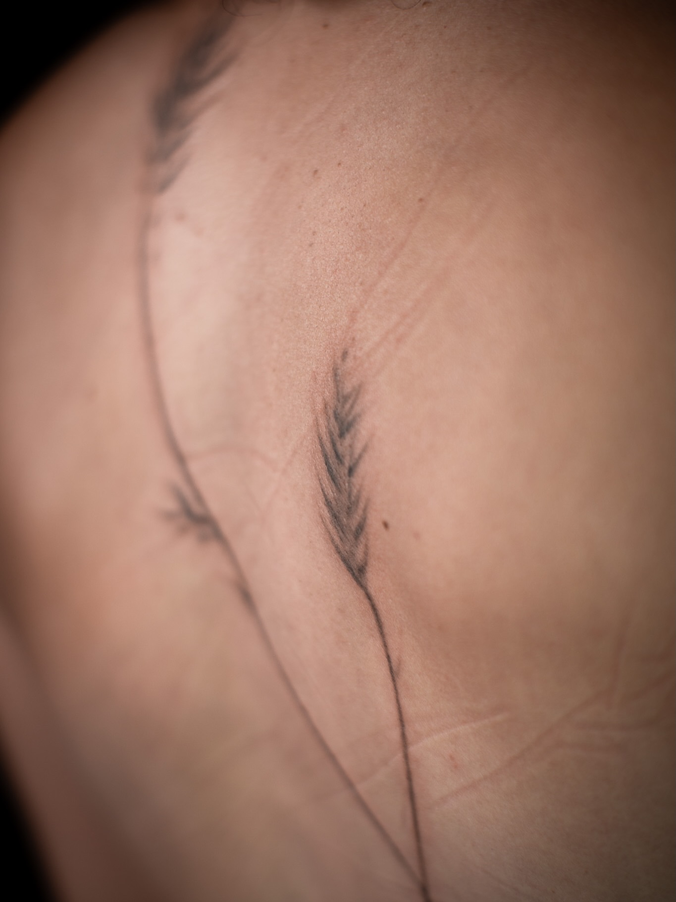 Grass blade fine line tattoo on the shoulder by Aries Rising