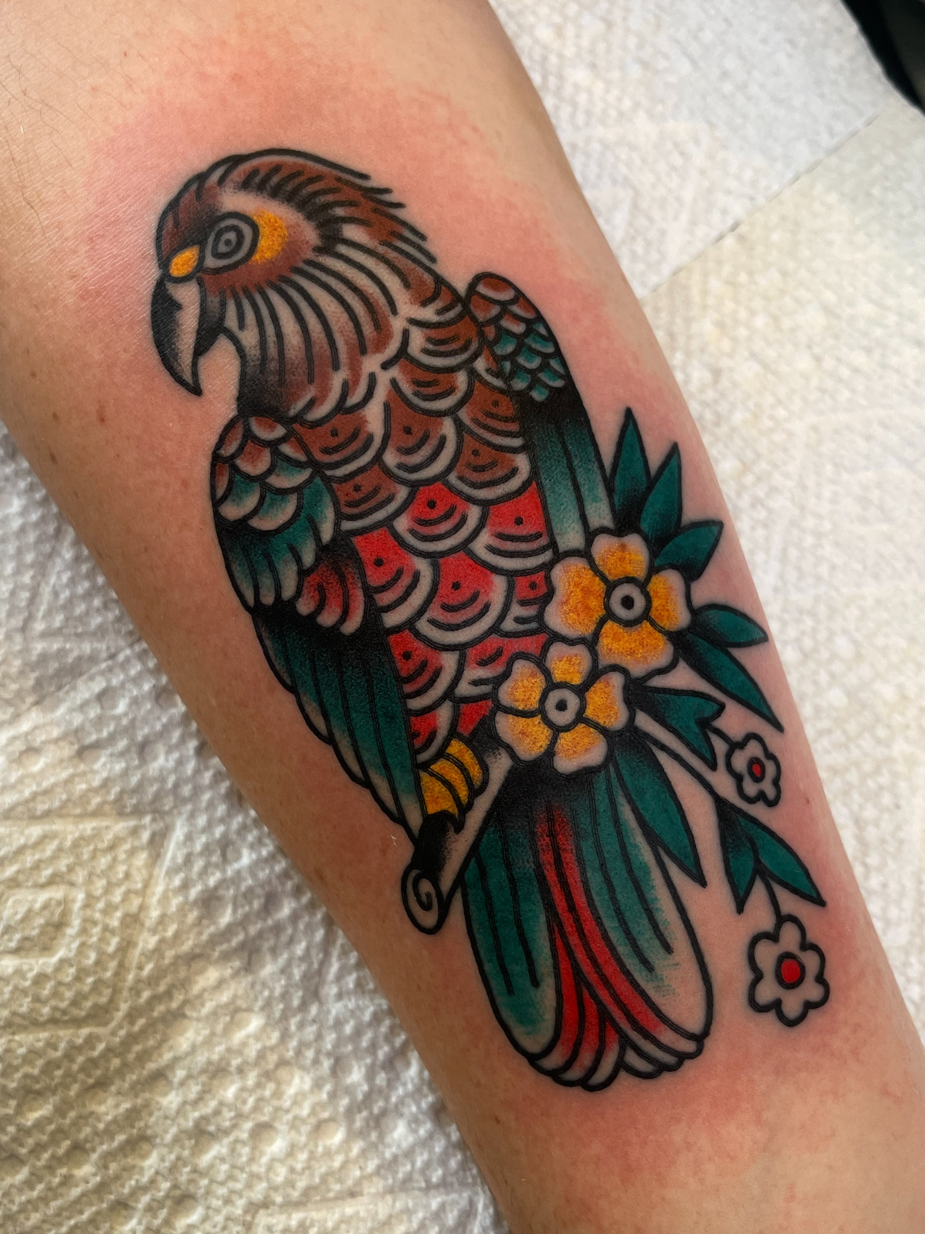 Parrot American traditional tattoo on the forearm by Spencer Reisbeck
