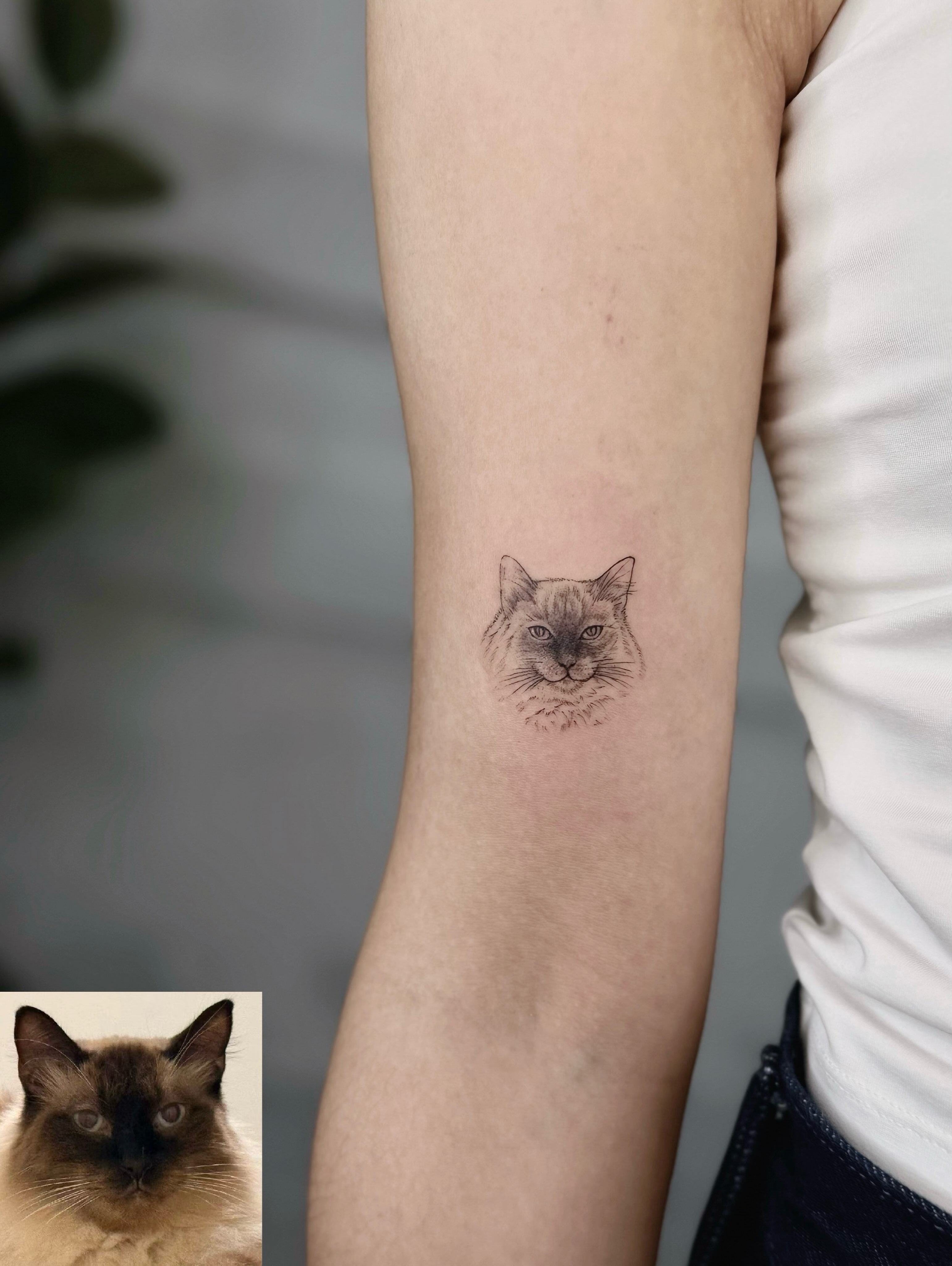 Cat realism tattoo on the forearm by ๐๐๐๐ ๐๐๐๐๐๐ ๐๐๐๐๐