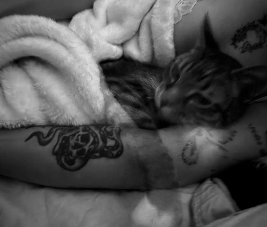 Cat black and grey tattoo on the upper arm by ★ eliza rodriguez🇲🇽 ★