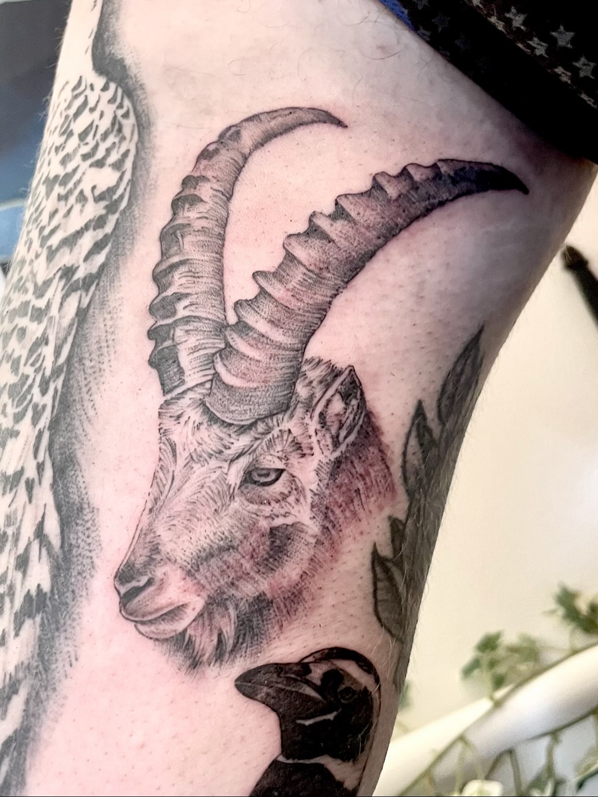 Mountain goat realism tattoo on the forearm by Grace derby tattooist, Derby