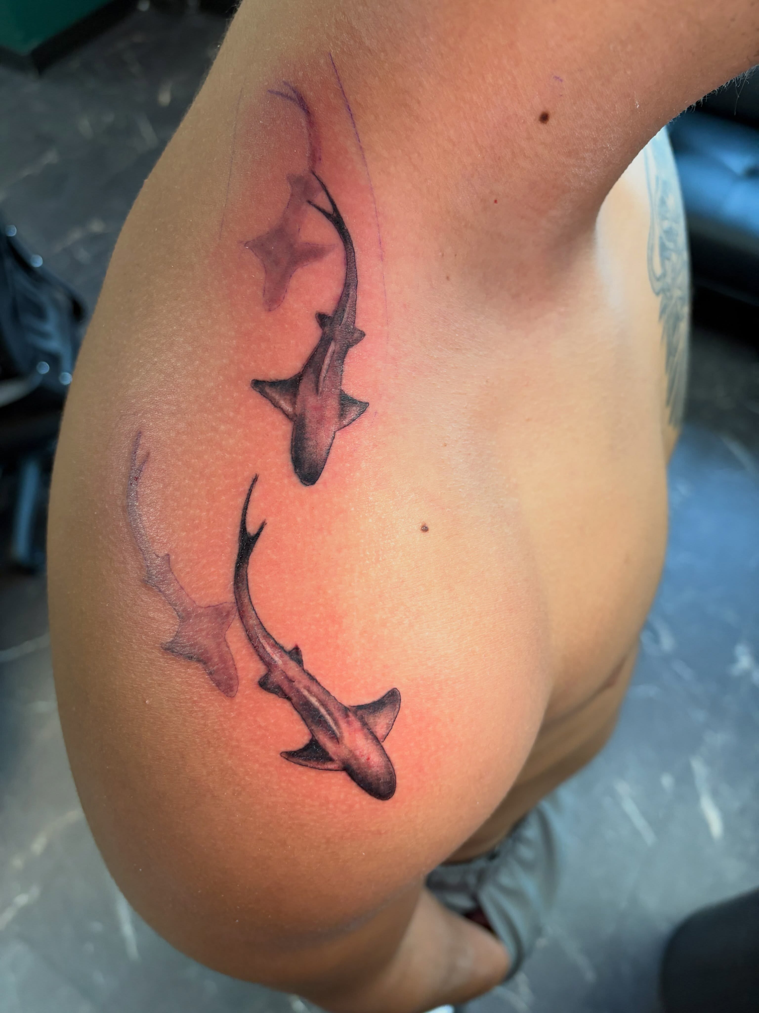 Shark black and grey tattoo on the shoulder by Fredrick Tigerman