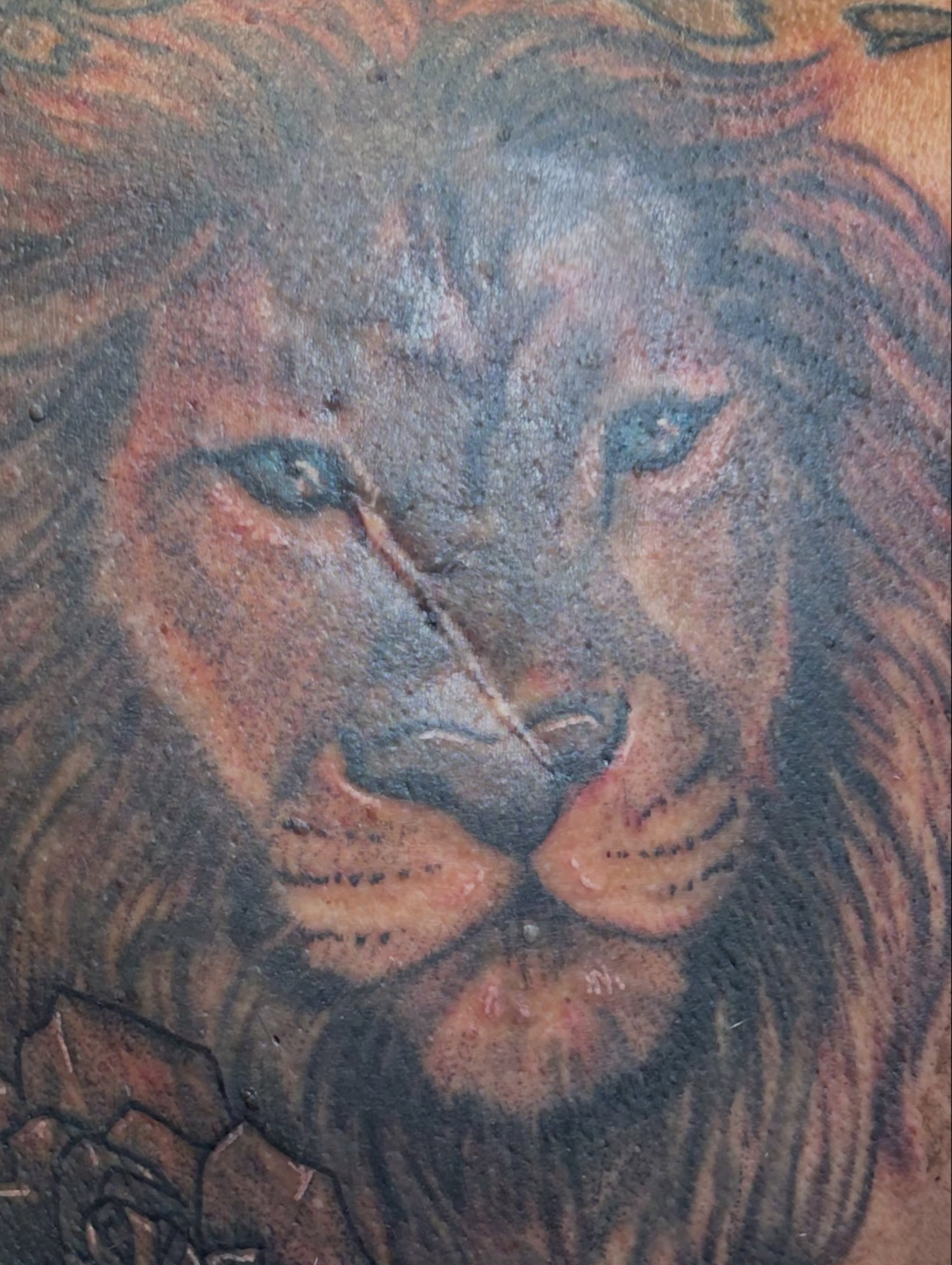 Lion realism tattoo on the torso by Evan