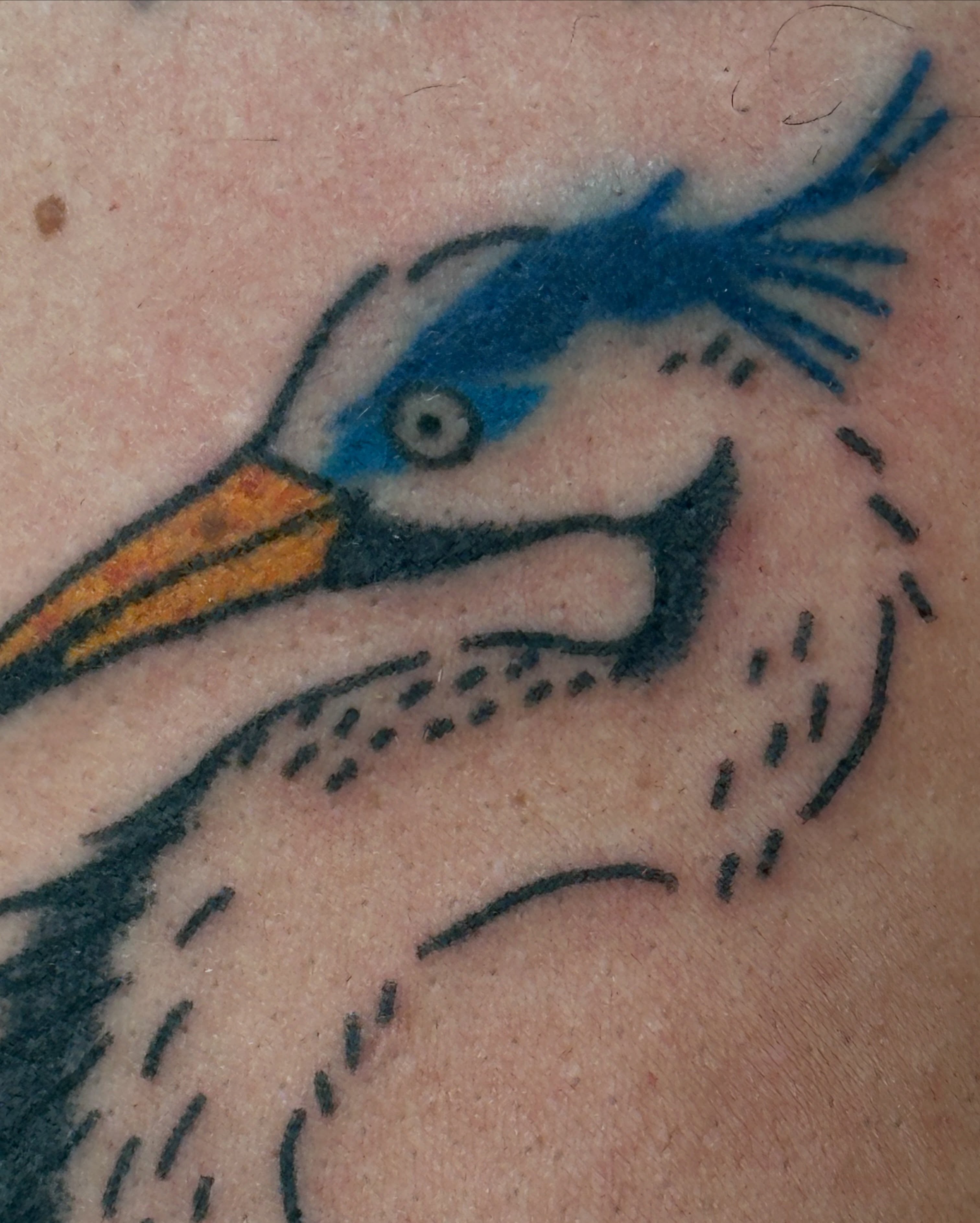 Pelican American traditional tattoo by paulina