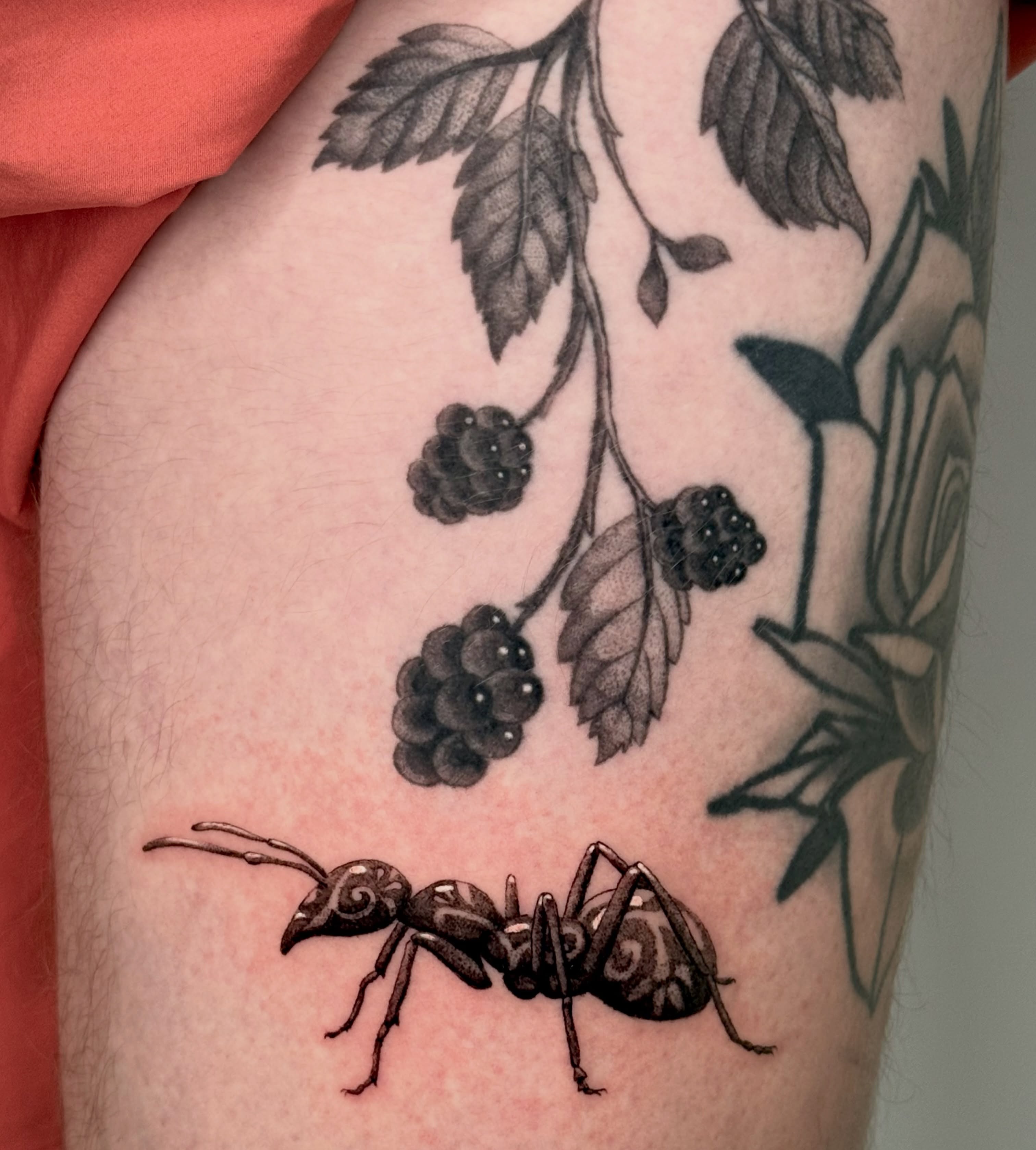 Ant and blackberries realism tattoo on the forearm by Andrew Flatts