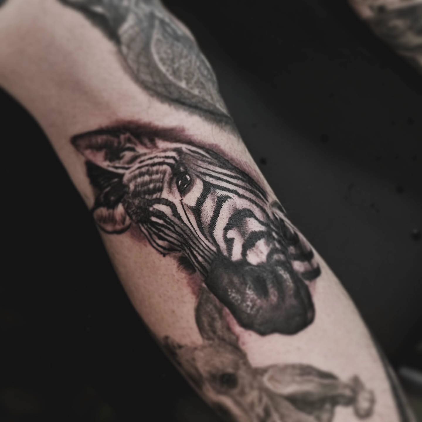 Zebra realism tattoo on the forearm by Cody Gower Tattoo Artist