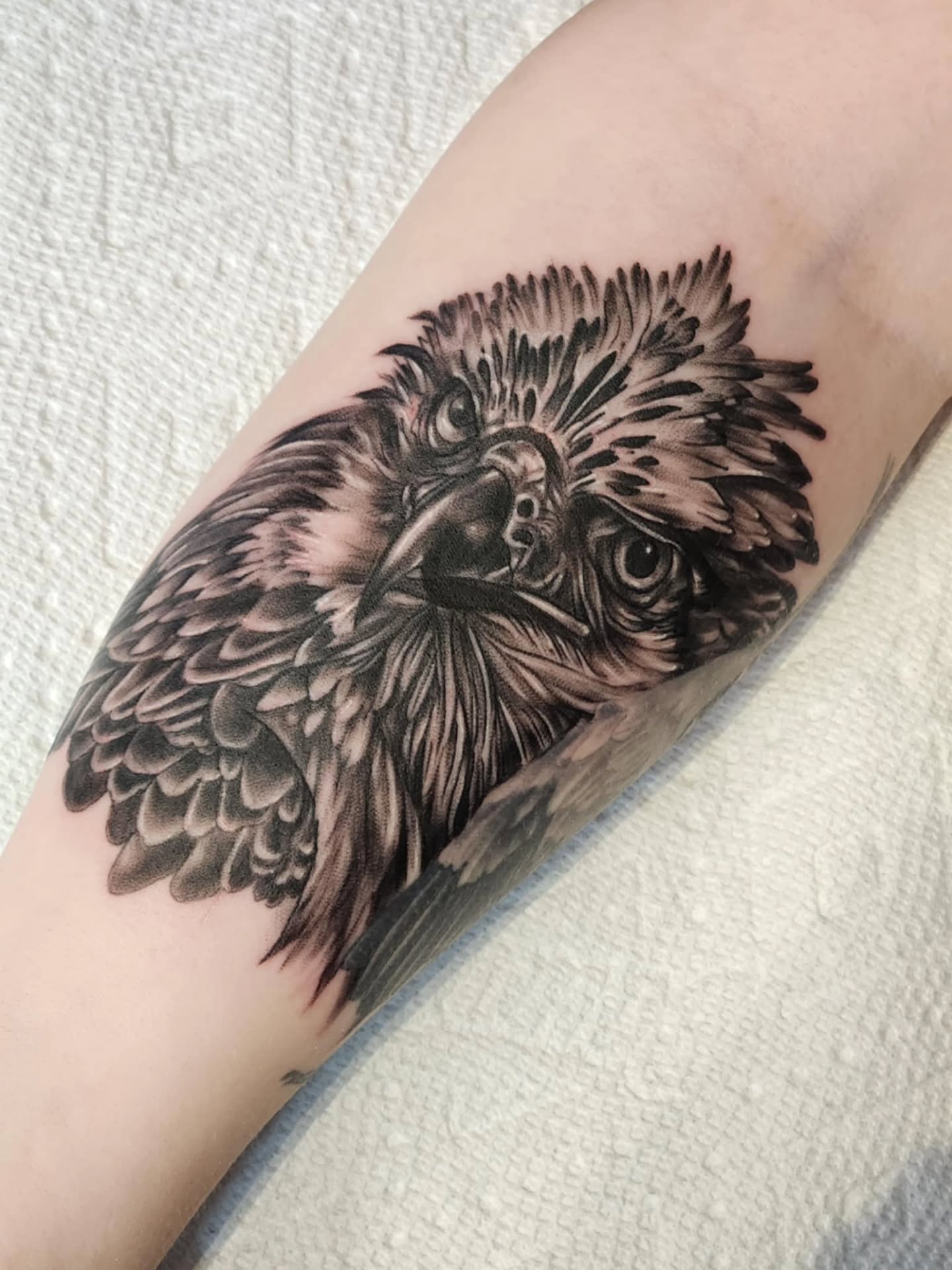 Hawk realism tattoo on the forearm by Heather
