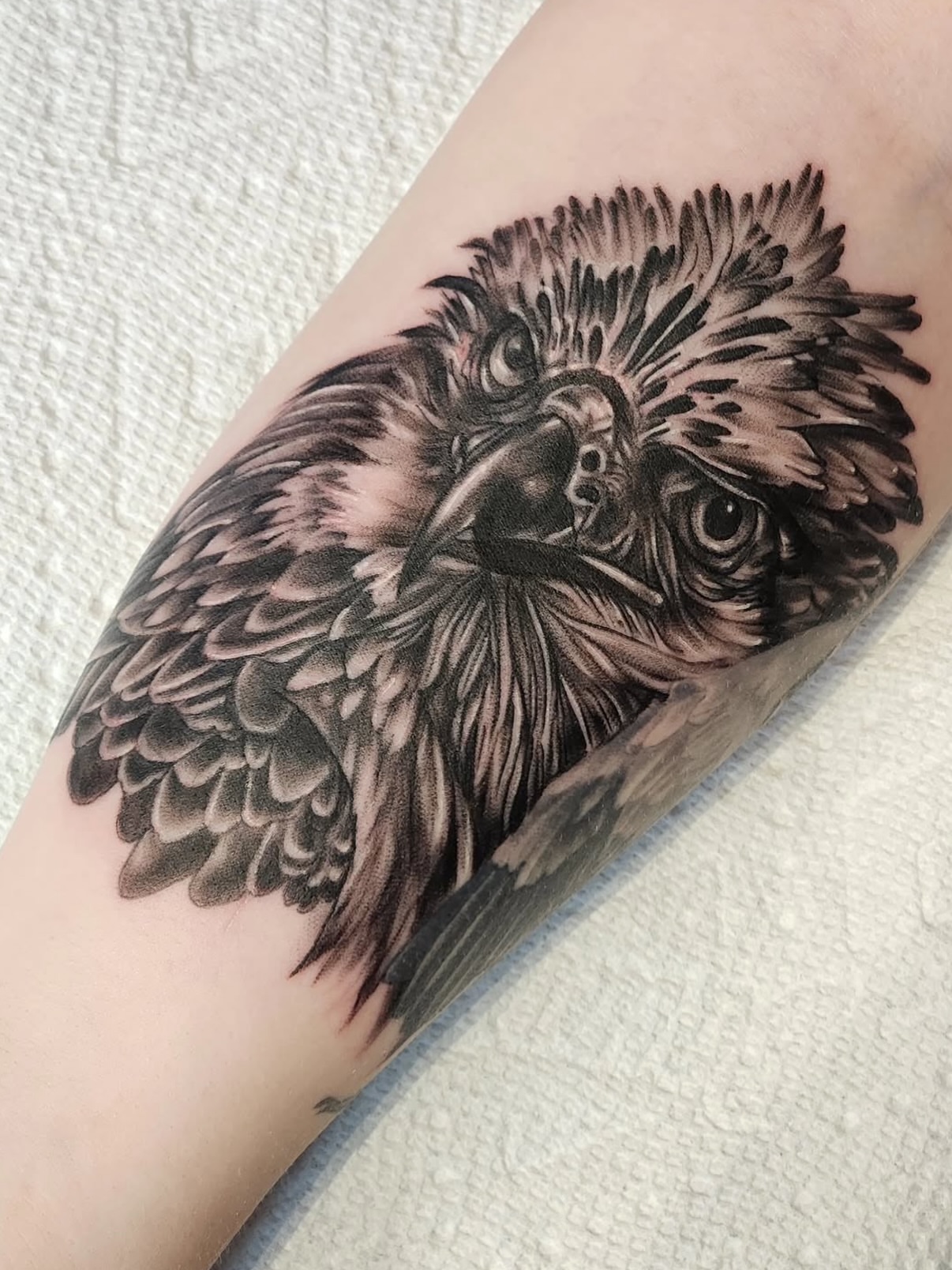 Hawk realism tattoo on the forearm by Heather